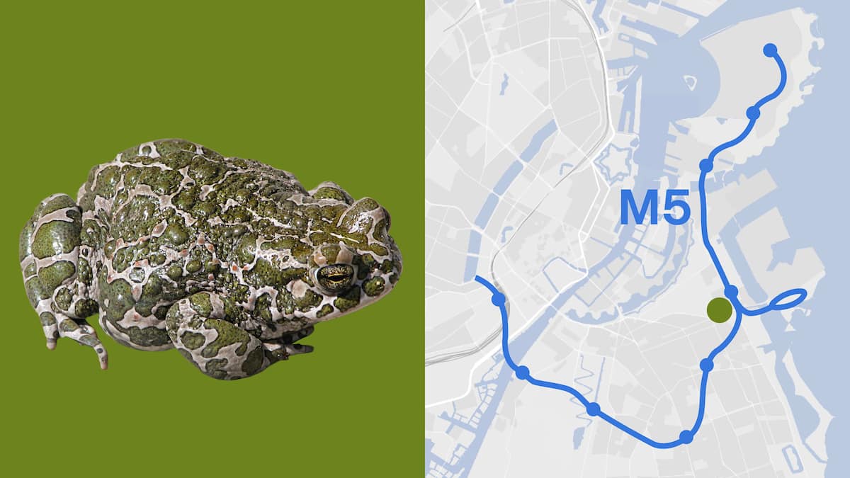 Truet tudses ynglesteder skal ødelægges for mere metro