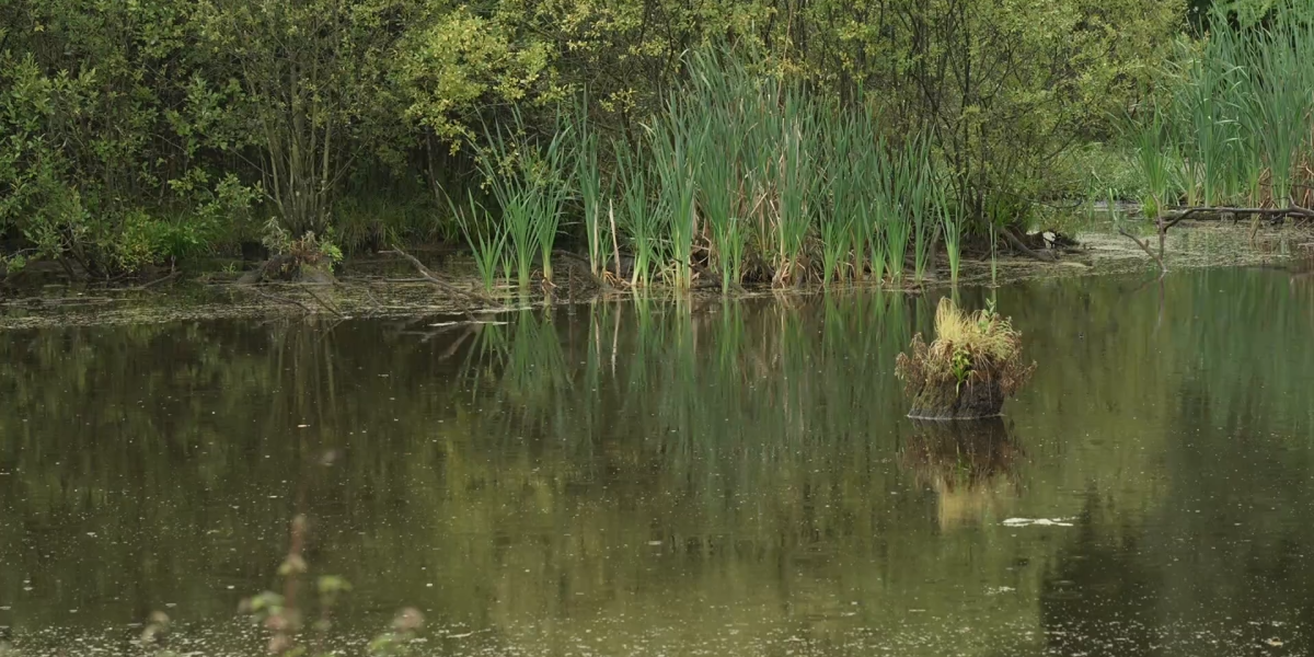 Naturkvaliteten genskabes i Svanninge Bjerge | TV 2 Fyn | Fynske nyheder - lokalt hver dag