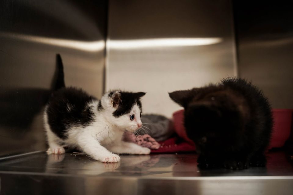 "Usædvanligt" mange katte og killinger indleveret