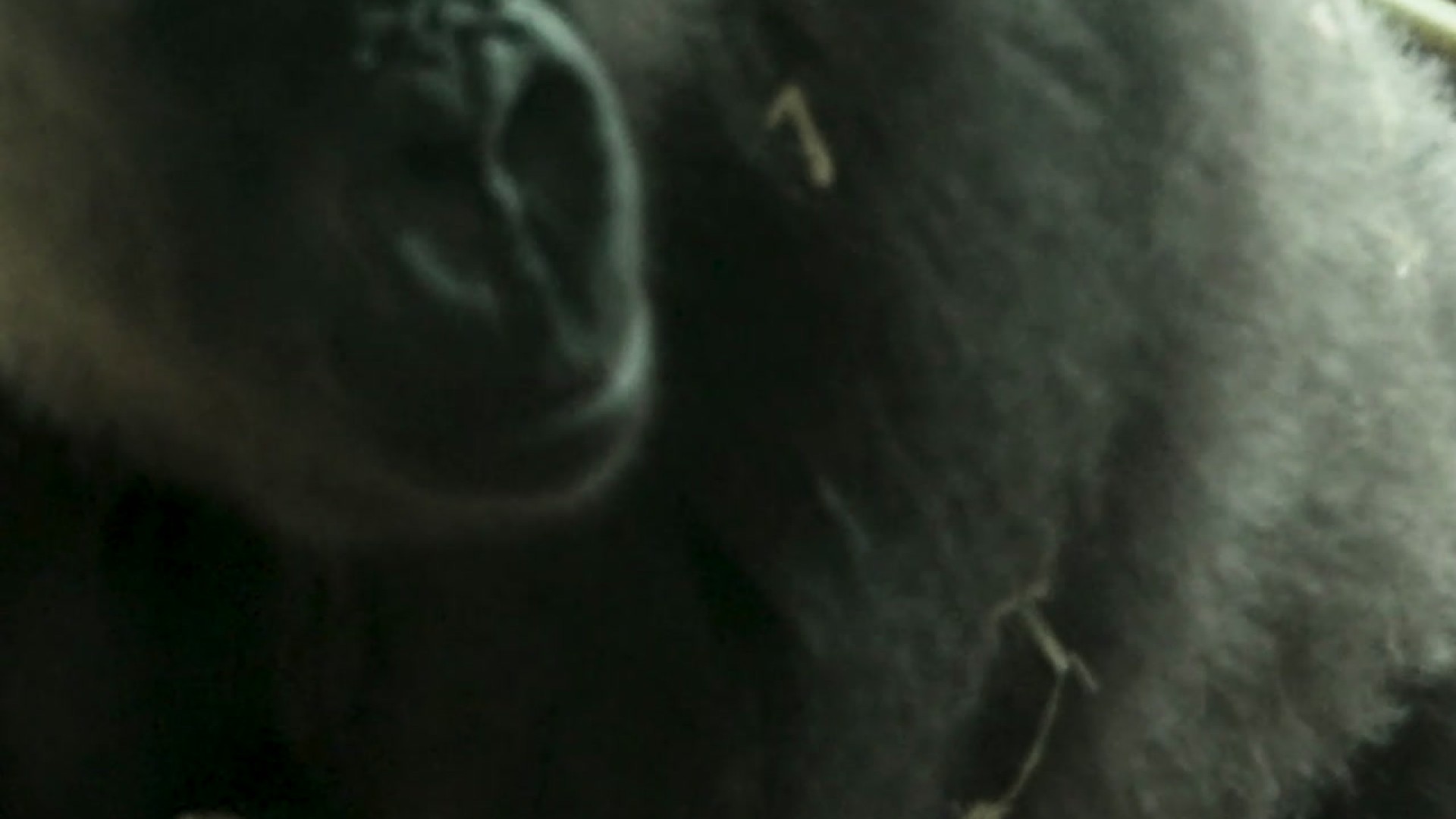 Se videoen: Ny unge i Danmarks eneste gorillaflok | tvSyd