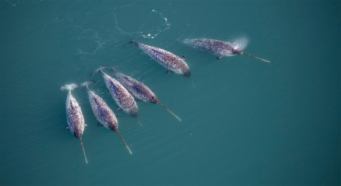 Narwhals help researchers uncover unique data from the deepest East Greenland fjords – University of Copenhagen