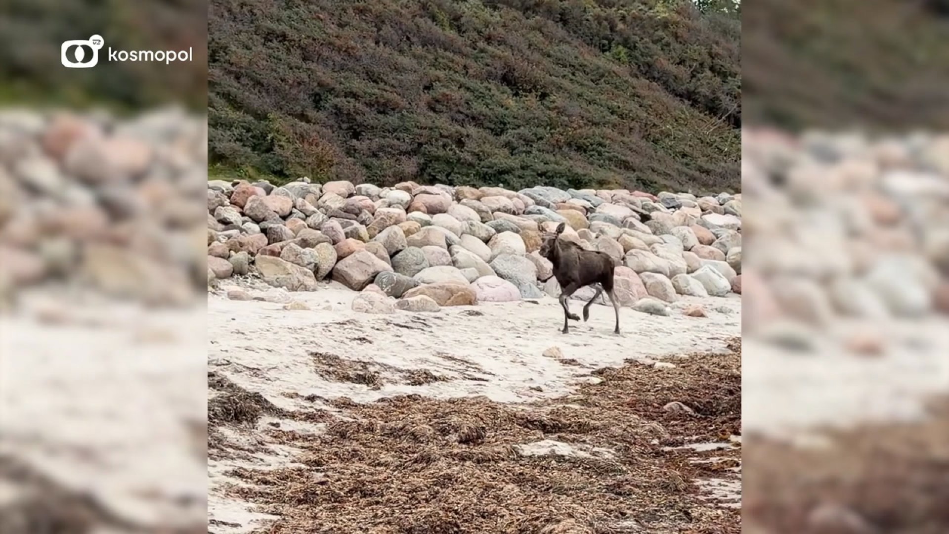 Se video: Hjalte filmede elgen på stranden