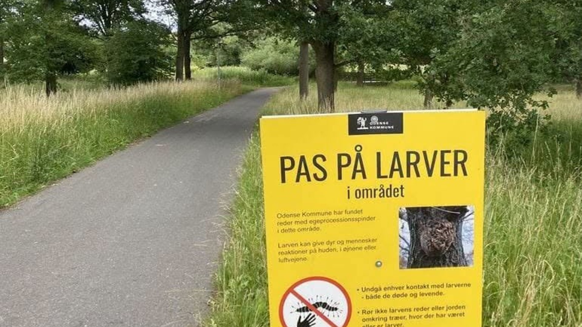 Indsats mod larver koster Odense Kommune 15 millioner | TV 2 Fyn | Fynske nyheder - lokalt hver dag
