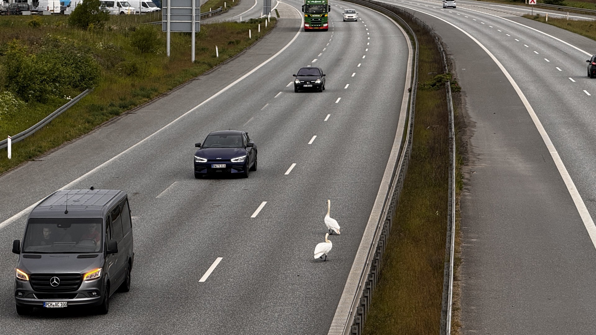 Vejdirektoratet advarer om stor fugl på motorvej | TV 2 Fyn | Fynske nyheder - lokalt hver dag