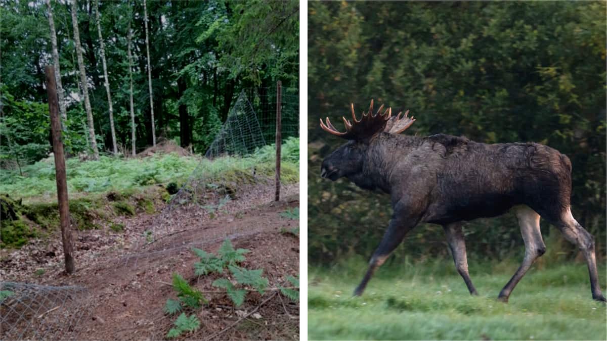 Store dyr og et kæmpe hegn: Ny naturnationalpark åbner under protester